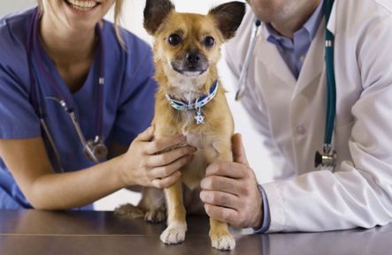 Clínica Veterinaria Caspeguau veterinarios sosteniendo perro